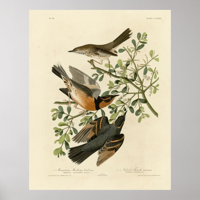 Poster Sage Thrasher e Varied Thrush, Aves de Audubon (Frente)