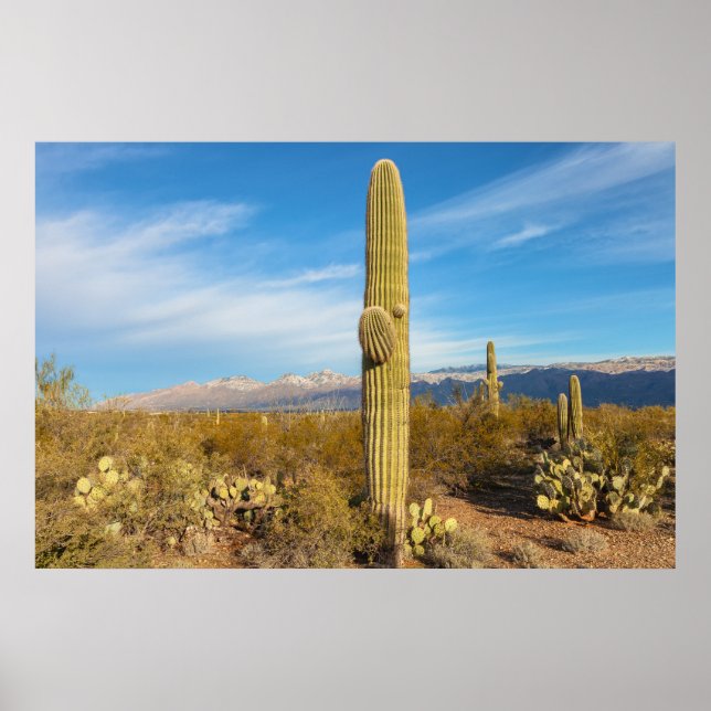 Poster Saguaro (Frente)