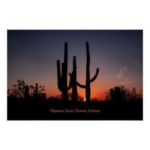 Póster Saguaro Cactos aos domingos