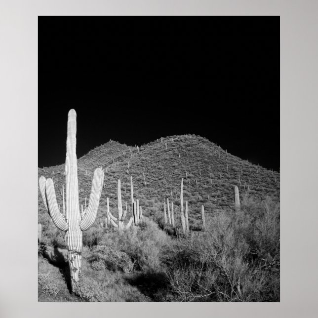 Póster Saguaro Cactus (Frente)