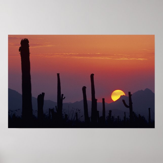 Póster Saguaro Cactus Carnegiea gigantea), Sunset (Frente)