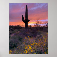 Saguaro Cactus - Foto de Arizona solar
