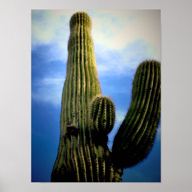 Poster Saguaro Cactus High  Postcard (Frente)