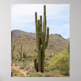 Poster Saguaro Cactus na cor do deserto da Arizona 16x20