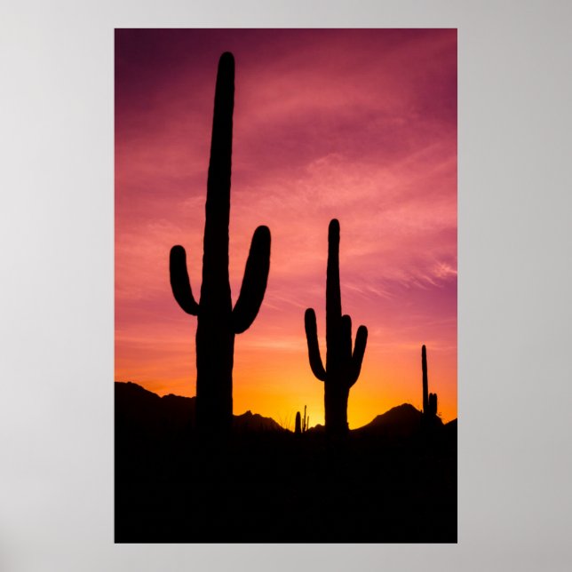 Poster Saguaro cactus no nascer do sol, Arizona (Frente)