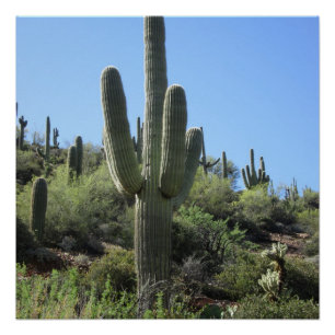 Póster Saguaro do deserto