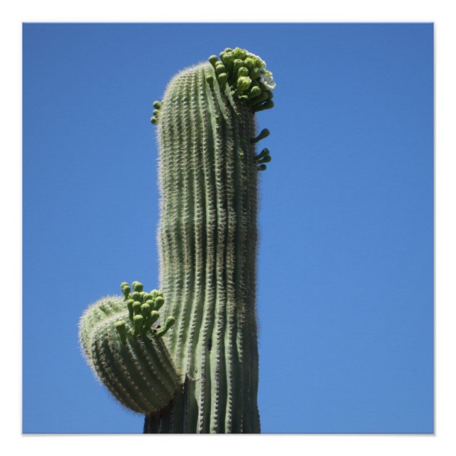 Póster Saguaro Top (Frente)