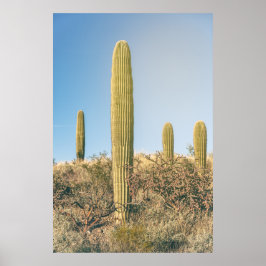 Poster Saguaros