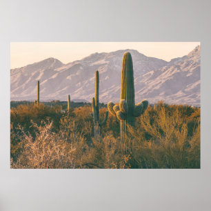 Poster Saguaros