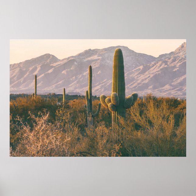 Poster Saguaros  (Frente)