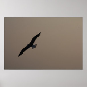 Póster Sagull em alta velocidade