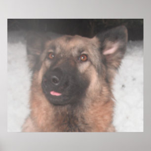 Póster Saída da língua de fixação do German shepherd post