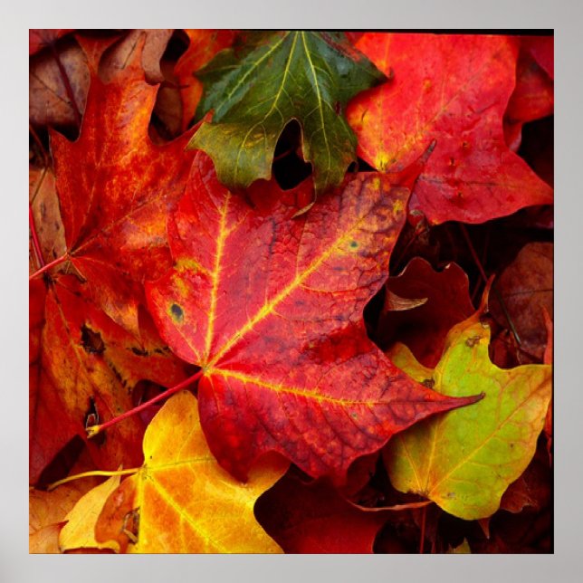 POSTER SAÍDAS DO OUTONO (Frente)