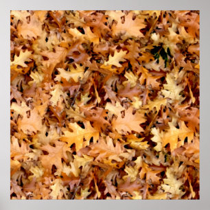 PÓSTER SAÍDAS DO OUTONO