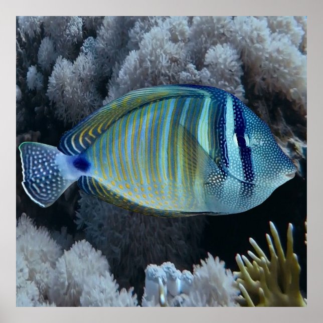 Poster Sailfin Tang (Frente)