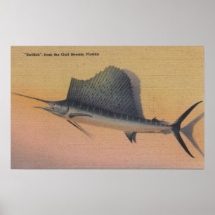 Póster Sailfish do Gulf Stream, FloridaFlorida