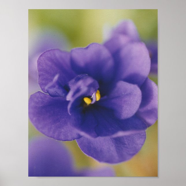 Poster Saintpaulia Violeta Africana Azul (Frente)