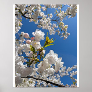 Poster Sakura Branca H.G.