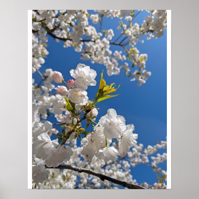 Poster Sakura Branca H.G. (Frente)