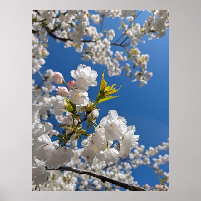 Poster Sakura Branca H.G. (Frente)