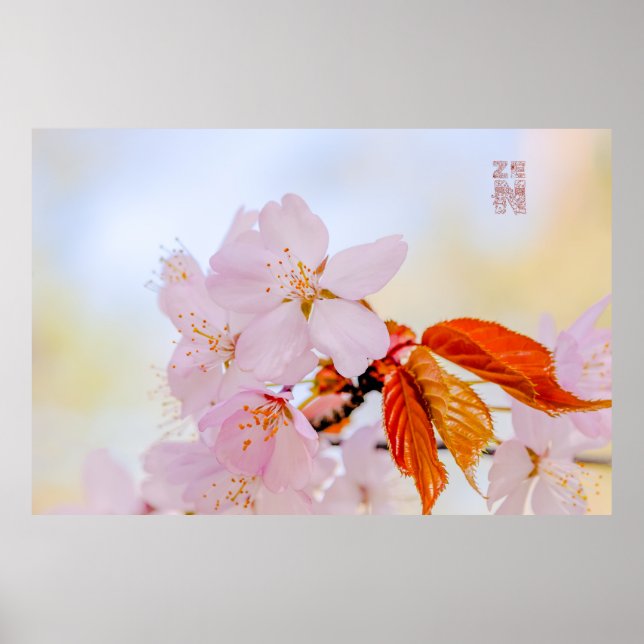Póster Sakura - cereja japonesa floresce (Frente)