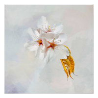 Sakura - cereja japonesa floresce