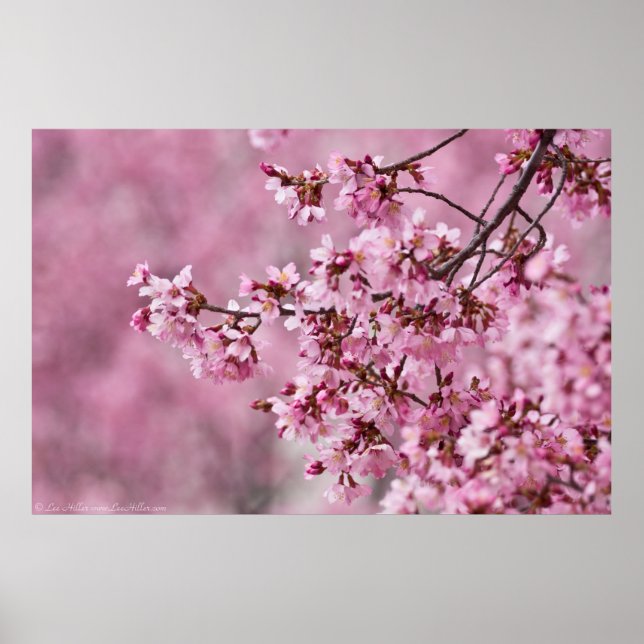 Poster Sakura Cherry Blossoms Pastel Pink Camadas (Frente)