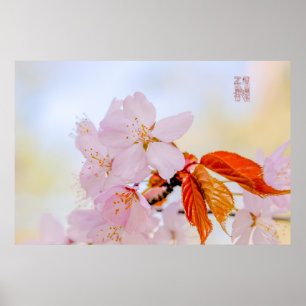Póster Sakura - flor de cereja japonesa