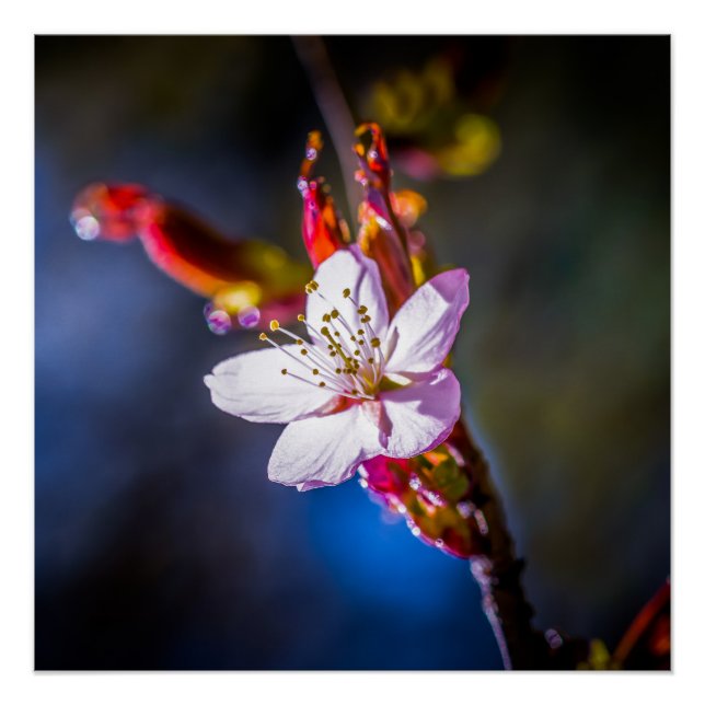 Póster Sakura - flor de cereja japonesa (Frente)
