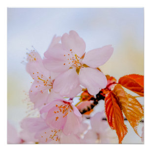 Póster Sakura - flor de cerejeira japonesa