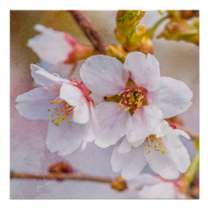 Póster Sakura - flor de cerejeira japonesa