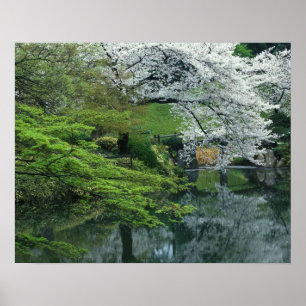 Póster Sakura, Jardim Koishikawa Koraku-en, Tóquio,