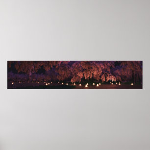 Poster Sakura (Noite) Panorama