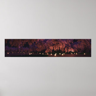 Poster Sakura (Noite) Panorama