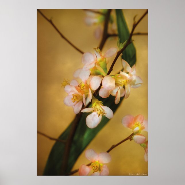 Póster Sakura - Um toque de primavera (Frente)