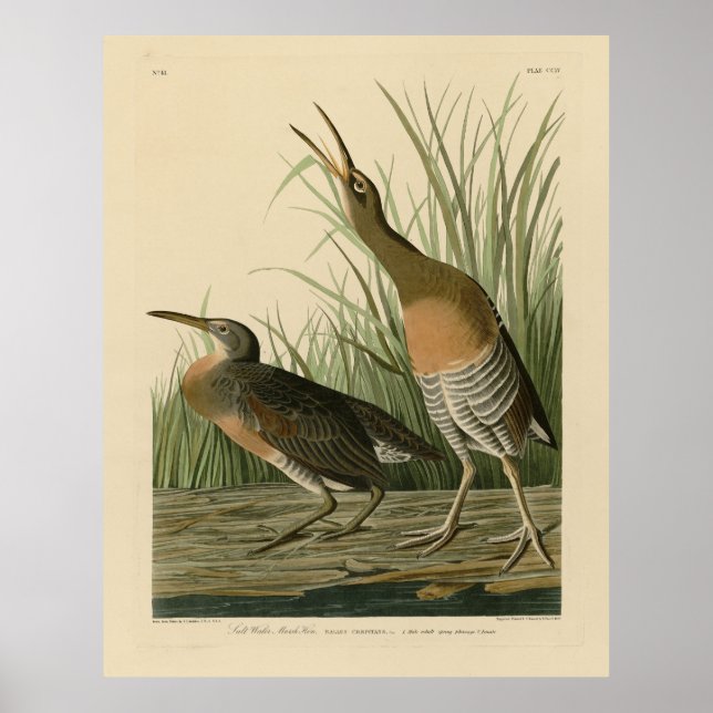 Poster Sal Water Marsh Hen - Aves da América de Audubon (Frente)