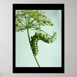 Poster Sala de comida da lagarta-do-mato-preto