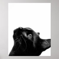 Sala de crianças com animais de estimação de gatos