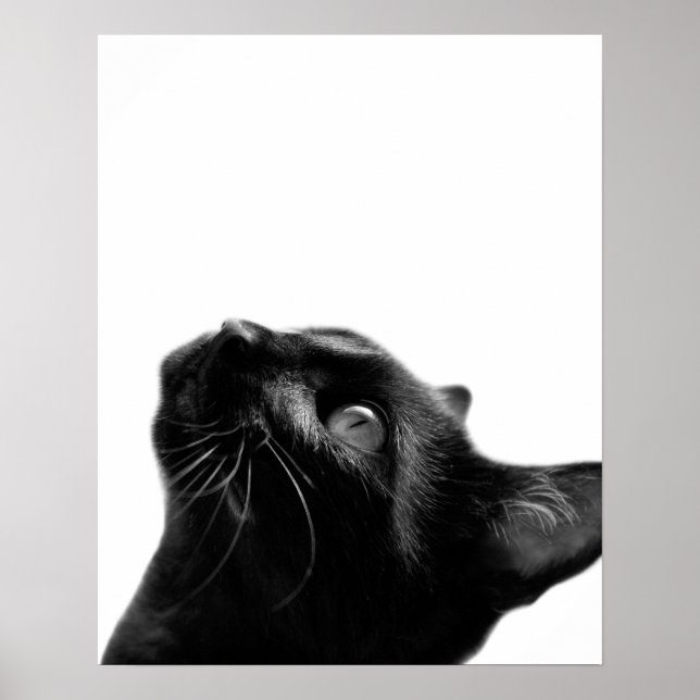 Póster Sala de crianças com animais de estimação de gatos (Frente)