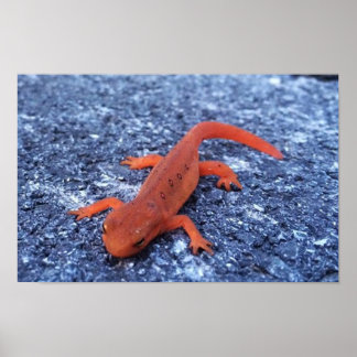 Poster Salamander