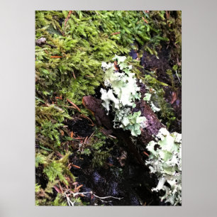 Poster Salamander, Escondida em Log, Washington