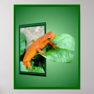 Póster Salamandra De Eft Vermelho Laranja Fora Do Quadro