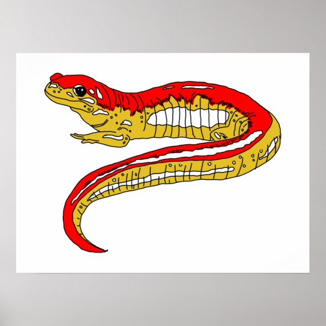 Poster Salamandra Vermelha e Amarela (Frente)