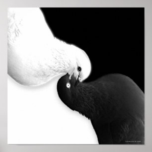 Póster Saldo por B e BB