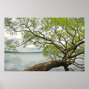 Póster Salgueiro no lago