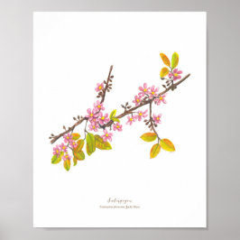 Poster Salingogão (Cratoxylum formosum) Ph Forest Blooms