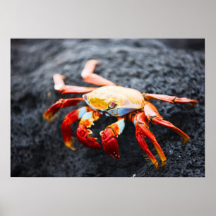 Póster Sally lightfoot crab on a black lava rock