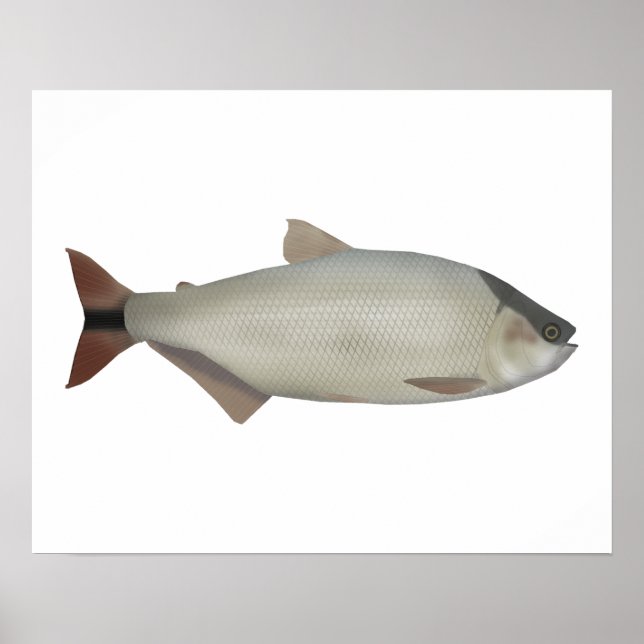 Poster Salmão de rio (Frente)