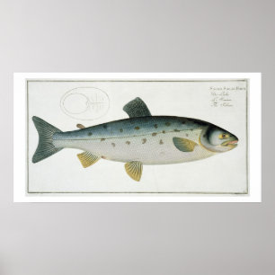 Póster (Salmo Salar) placa Salmon XX 'de Ichthyologie,