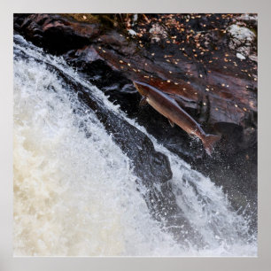 Póster Salmo salmo-salmo-do-atlântico